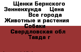 Щенки Бернского Зенненхунда  › Цена ­ 40 000 - Все города Животные и растения » Собаки   . Свердловская обл.,Тавда г.